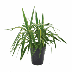 Yucca Elephantipes