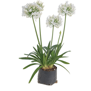 Agapanthus 'Great White'