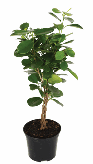 Ficus 'Moclame' Braided