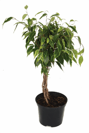 Ficus 'Lemon & Lime' braided