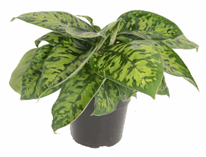 Camouflage Plant (Homalomena)