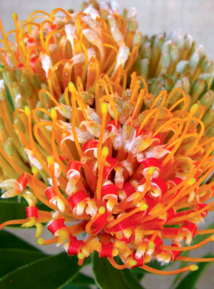 Leucospermum Mardi Gras Tricolour