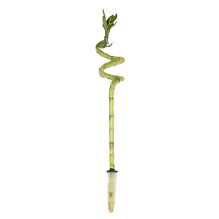 Lucky Bamboo