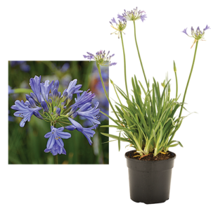 Agapanthus 'Africa Lapis' 15cm