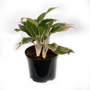 Aglaonema Aurora Pink