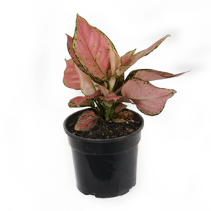 Aglaonema 15cm