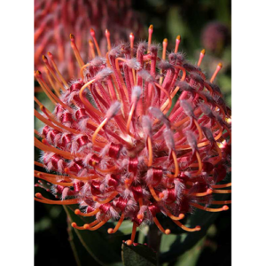 Leucospermum Scarlet Ribbon 15cm